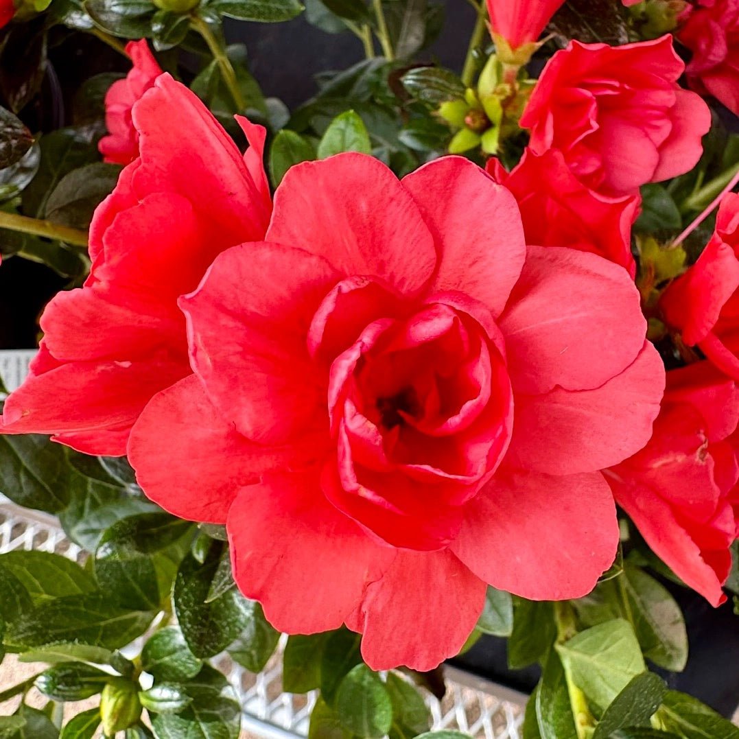 Azalea Troys Triumph - Ladybird Nursery