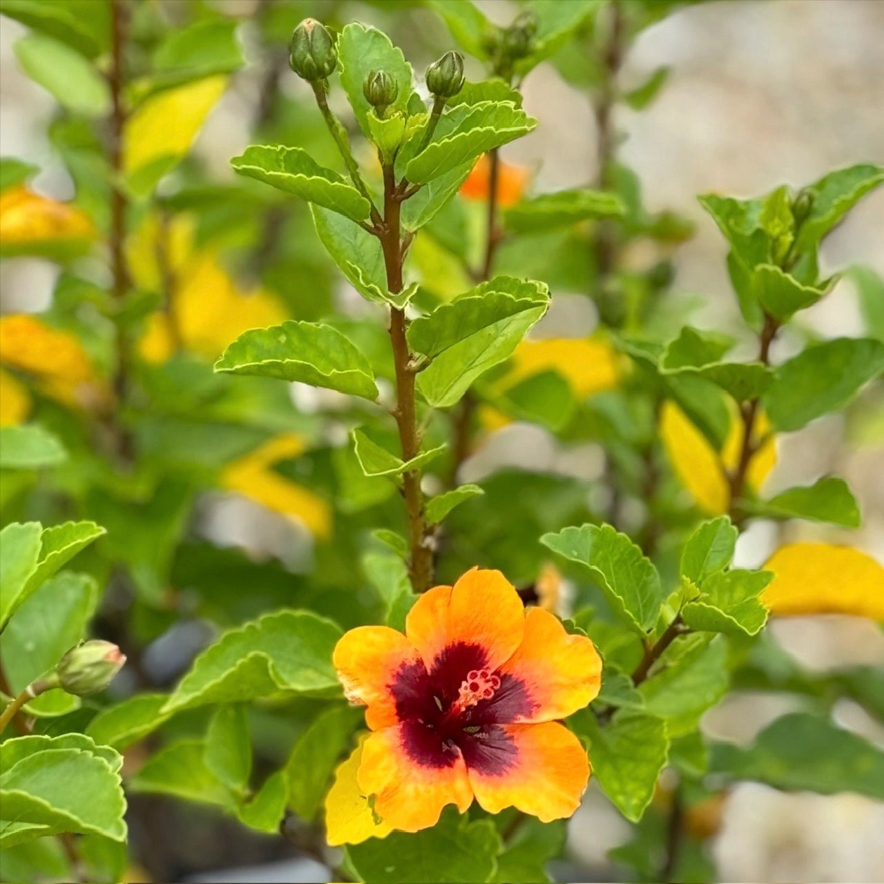 Hibiscus Petite Sunrise - Ladybird Nursery