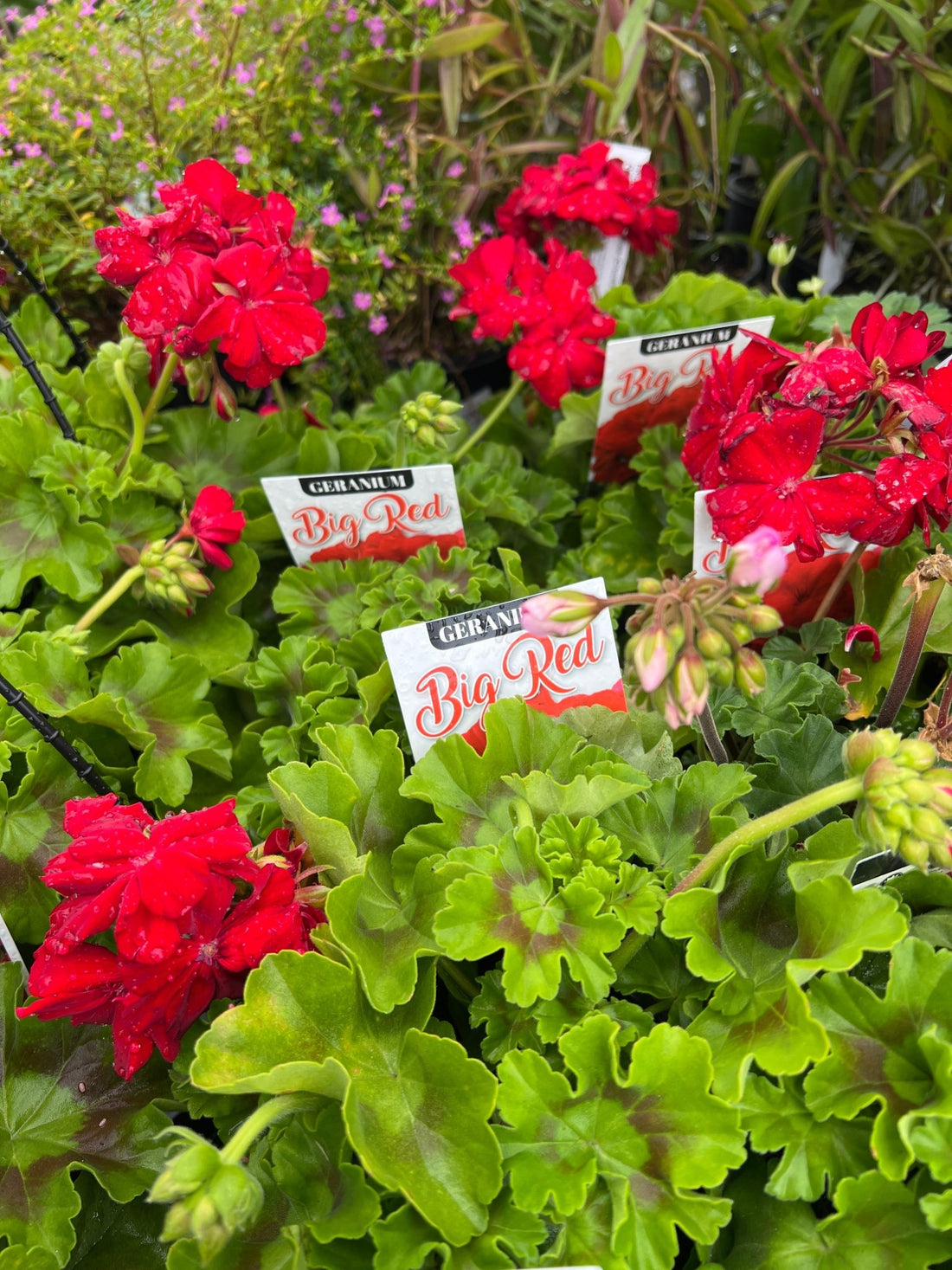 Geranium 'Big Red' - Ladybird Nursery