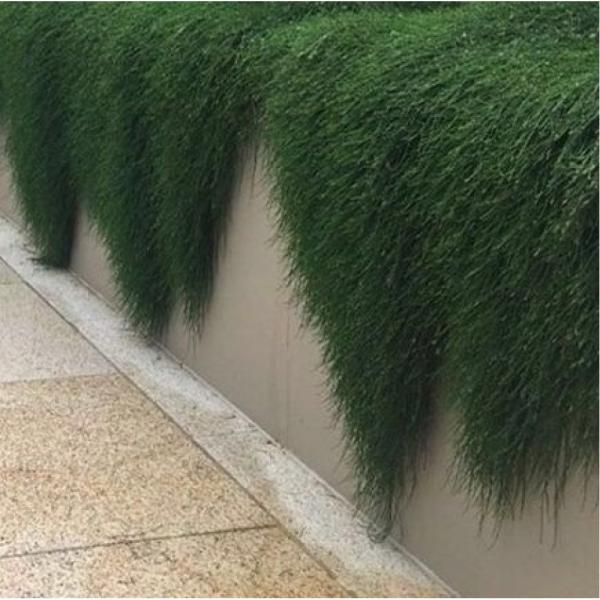 Shagpile (Casuarina glauca)