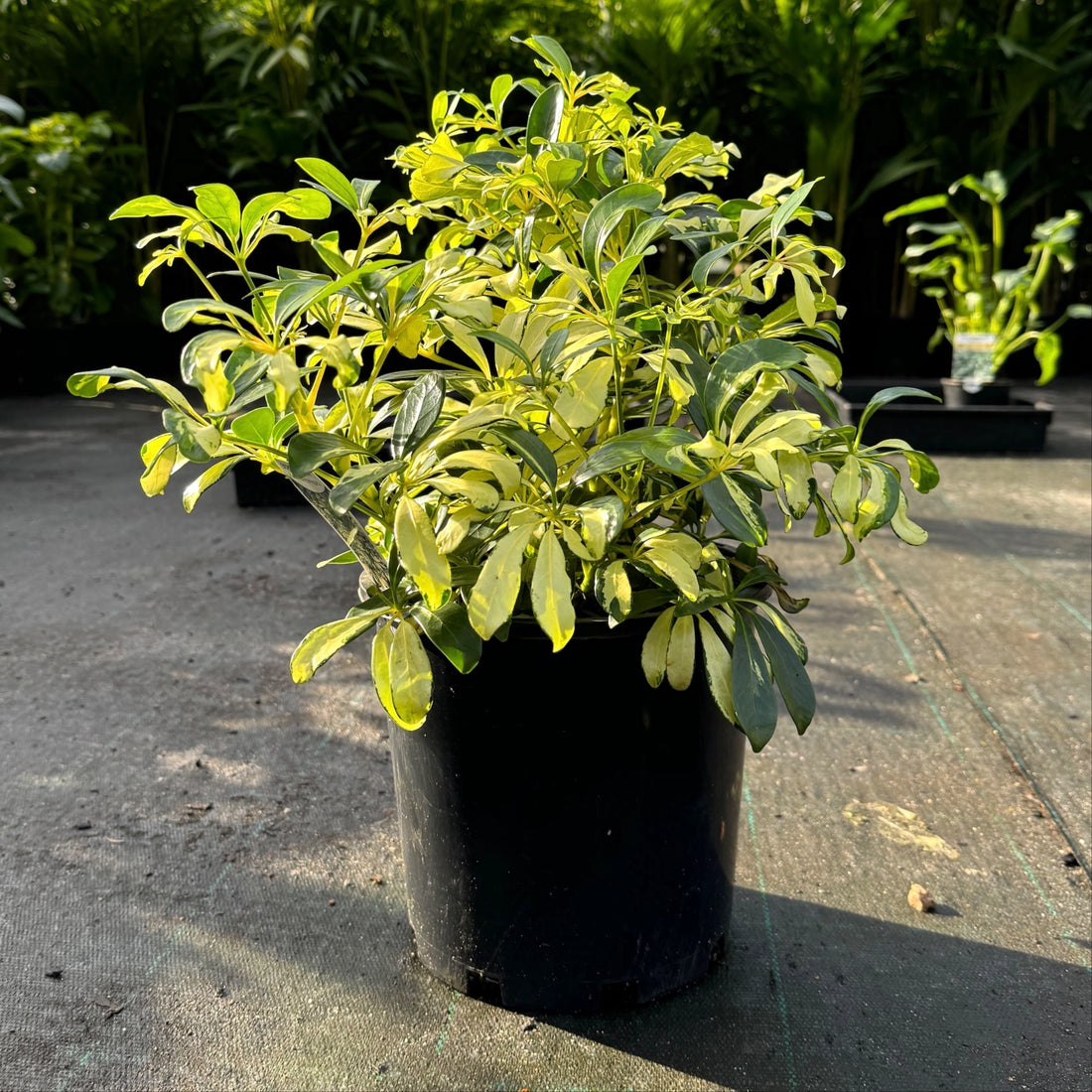 Dwarf Umbrella Tree Madame De Smet (Schefflera arboricola) Advanced 300mm pot - Ladybird Nursery