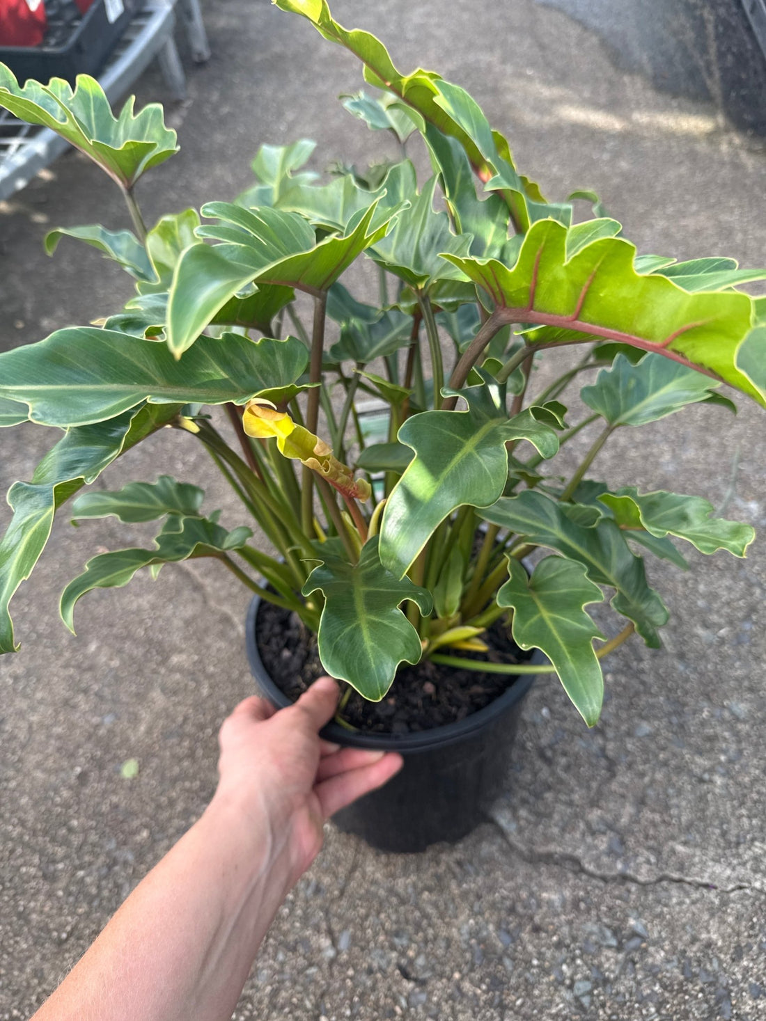 Philodendron 'Xanadu' - Large - Ladybird Nursery