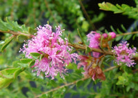 Thyme Honey Myrtle Cotton Candy (Melaleuca thymifolia)