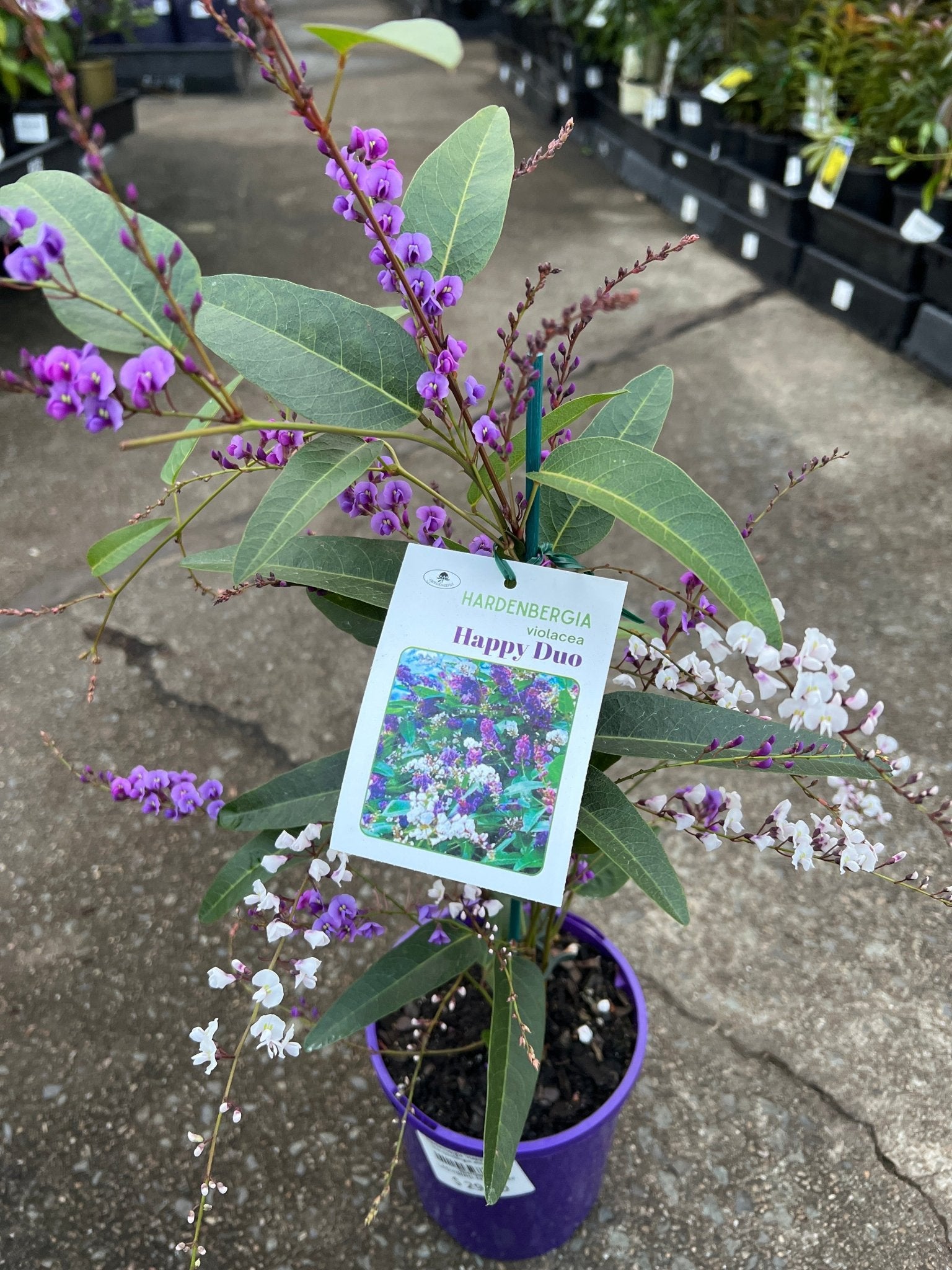 Hardenbergia 'Happy Duo' (Hardenbergia violacea) - Ladybird Nursery