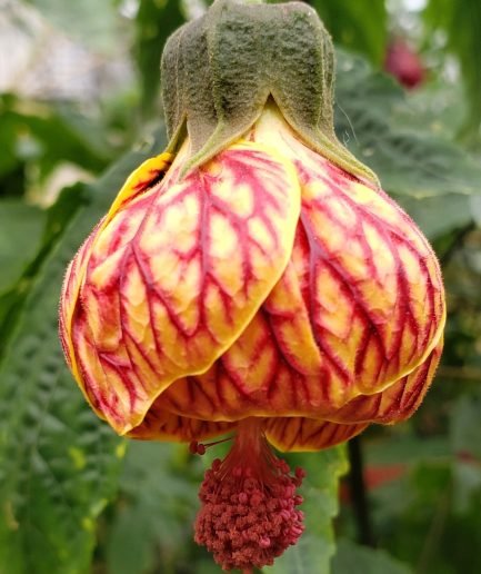 Elegant Maple Chinese (Acer elegantulum) - Ladybird Nursery