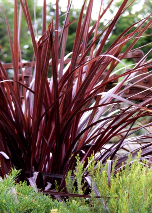 Cordyline Burgundy (Cordyline Designer) - Ladybird Nursery