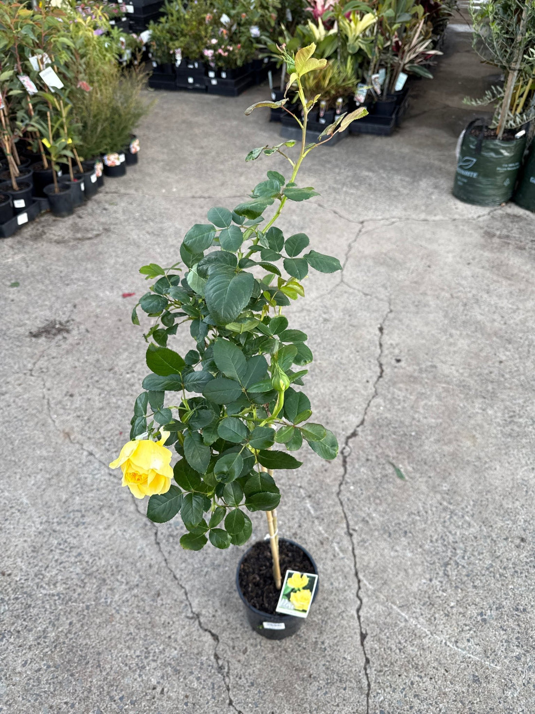 Rose 'Kabuki' - 3ft Standard (PICKUP ONLY) - Ladybird Nursery