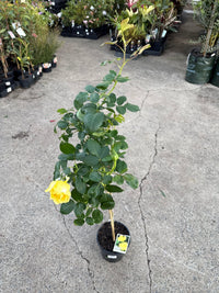 Rose 'Kabuki' - 3ft Standard (PICKUP ONLY) - Ladybird Nursery