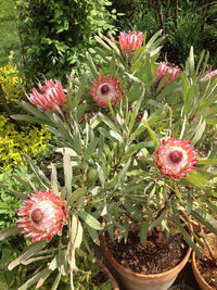 Protea 'Juliet' - Ladybird Nursery