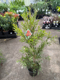 Bottlebrush Hannah Ray (Callistemon) - Large - Ladybird Nursery
