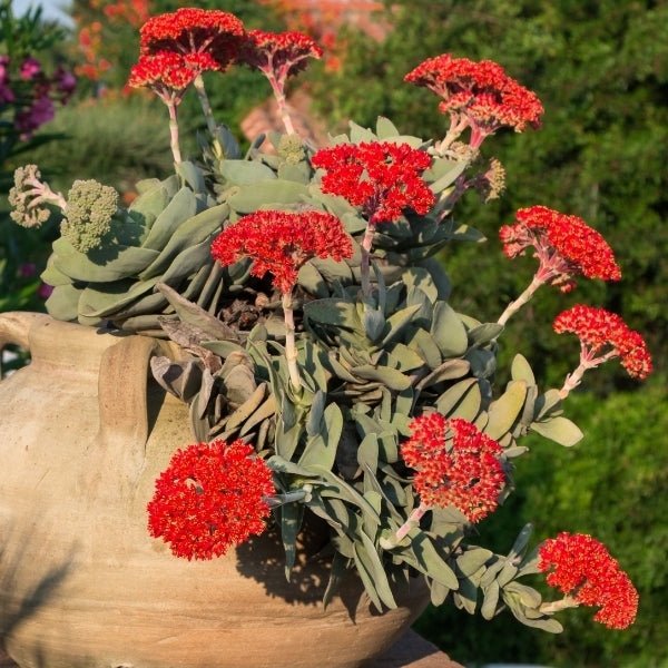 Propellor Plant var falcata (Crassula perfoliata) - Ladybird Nursery