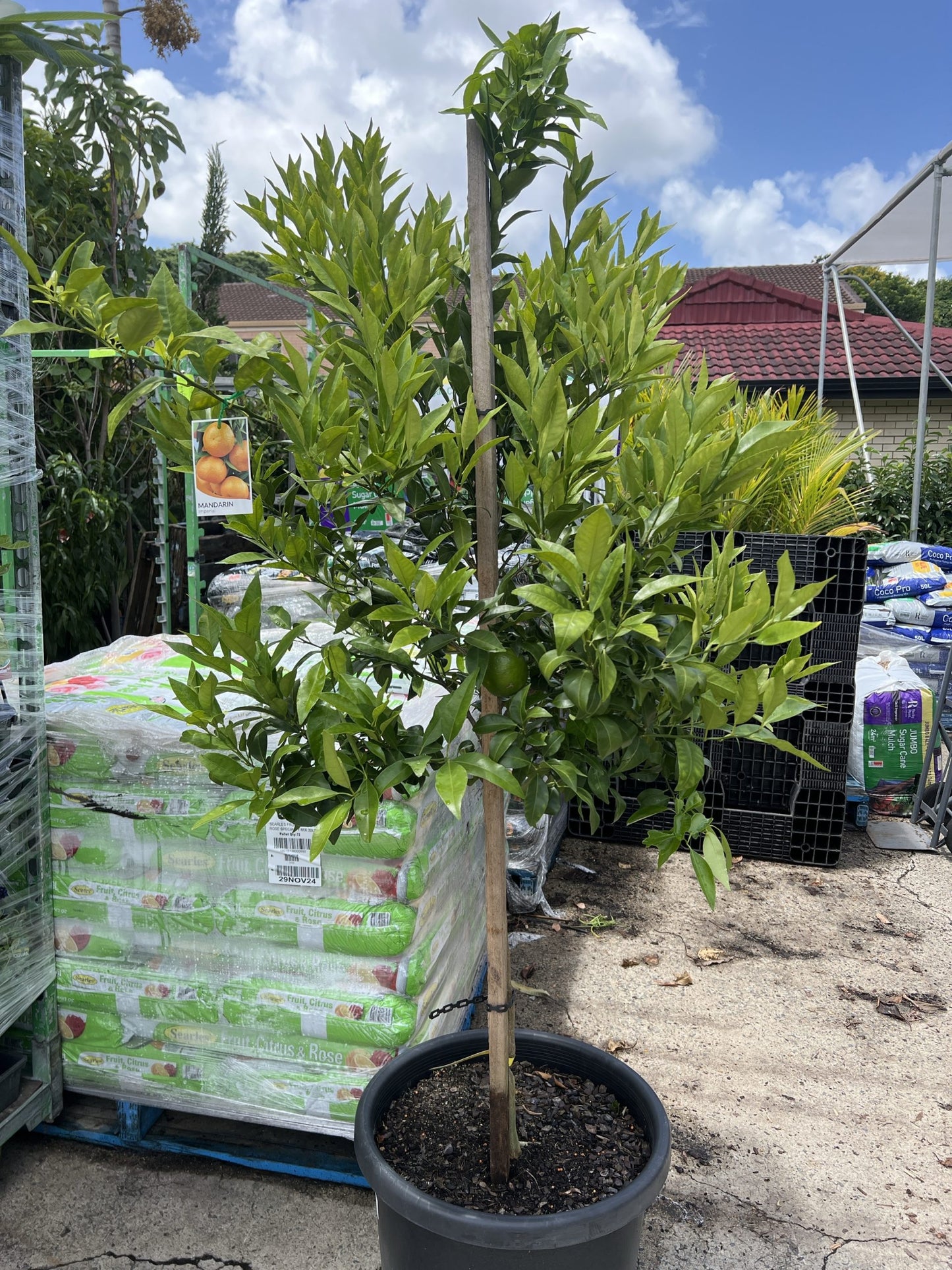 Imperial Mandarin Tree 500mm pot PICK UP ONLY