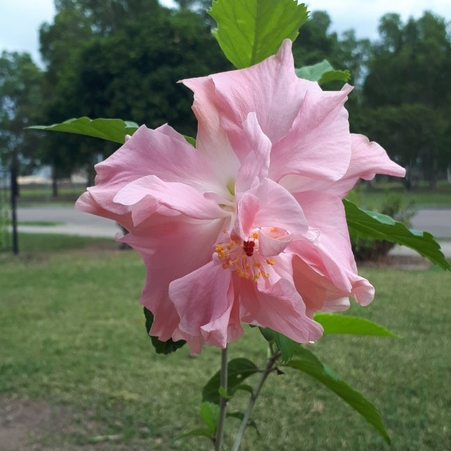 Chinese Hibiscus Enid Lewis (Hibiscus rosa-sinensis)
