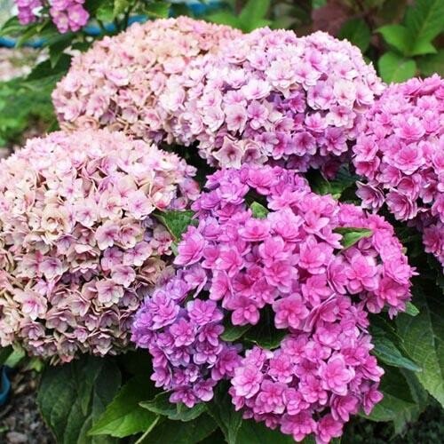 Hydrangea You and Me Forever - Ladybird Nursery