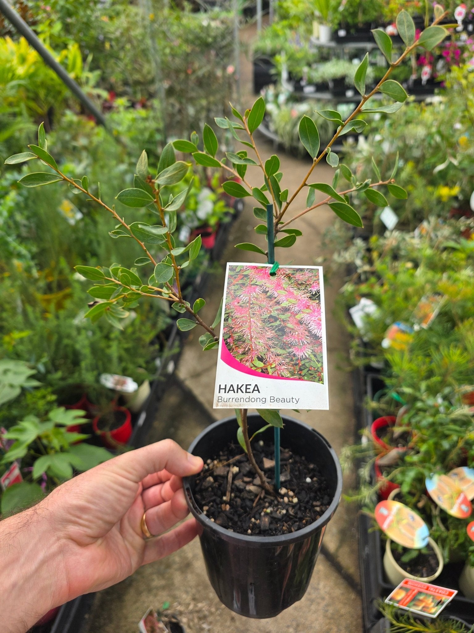 Hakea ‘Burrendong Beauty’ - Ladybird Nursery