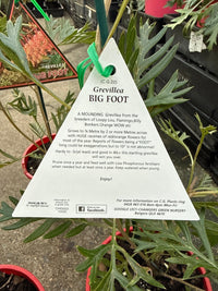 Dwarf Grevillea 'Bigfoot' - Ladybird Nursery