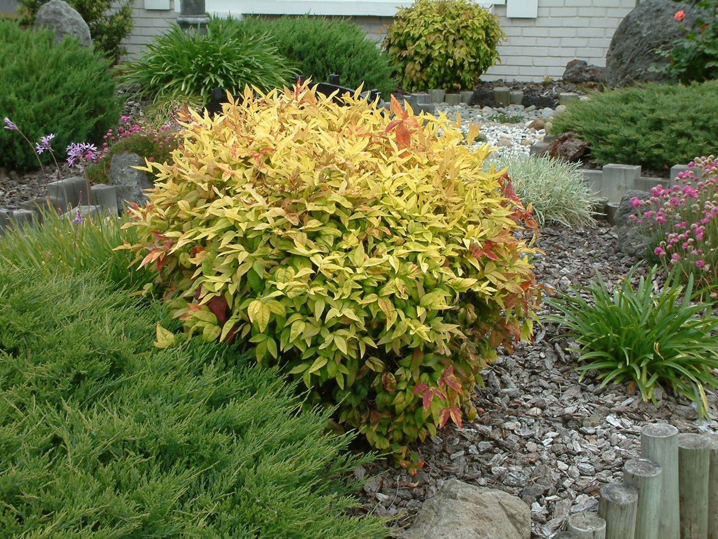 Heavenly Bamboo Gulf Stream (Nandina domestica)