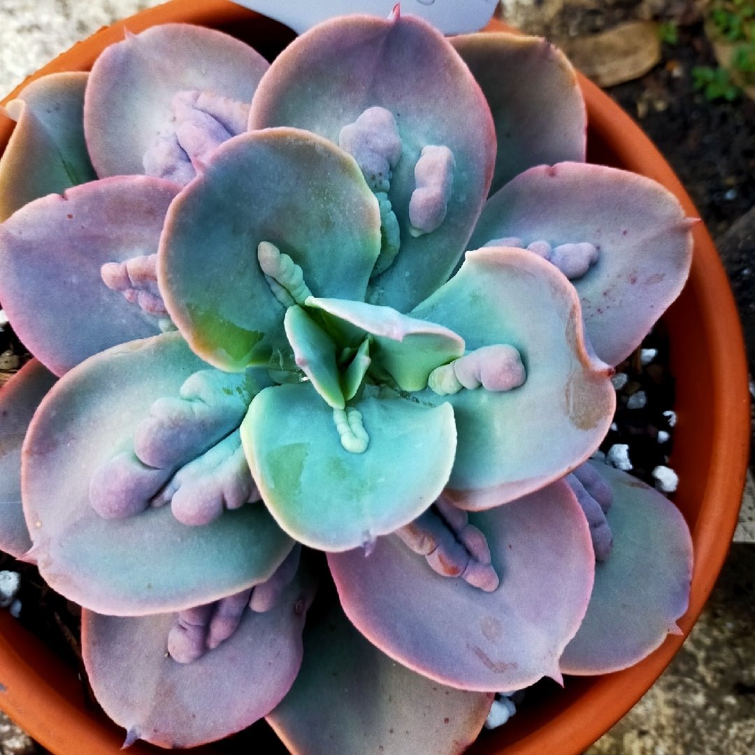 Hens and Chicks Bunyan (Echeveria Paul) - Ladybird Nursery