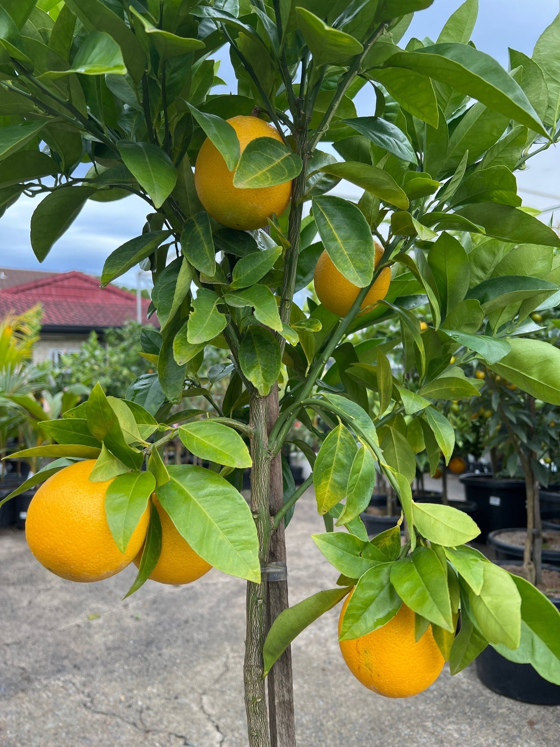 Orange 'Arnold Blood' Advanced - 400mm pot (Pickup Only) - Ladybird Nursery