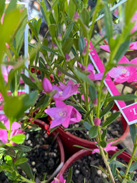 Crowea 'Little Rockstar' - Ladybird Nursery