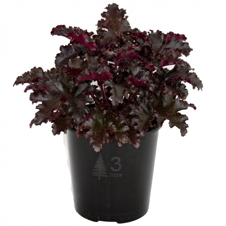 Heuchera Black Taffeta - Ladybird Nursery