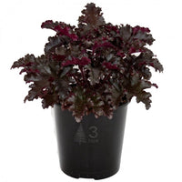 Heuchera Black Taffeta - Ladybird Nursery