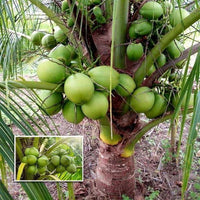 Malay Dwarf Green Coconut Tree