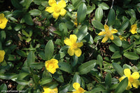 Climbing Guinea Flower (Hibbertia scandens)