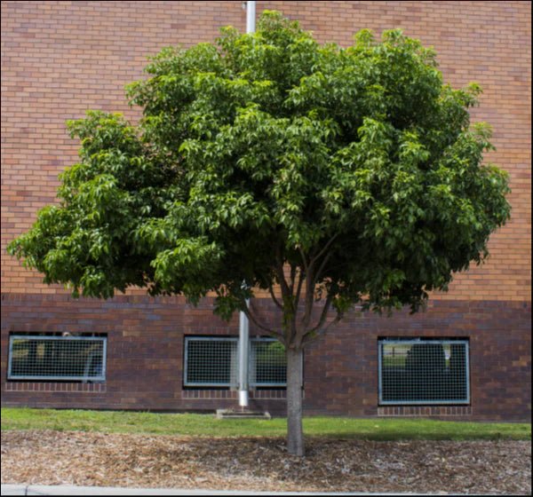 Small - leaved Tamarind (Diploglottis campbellii) - Ladybird Nursery