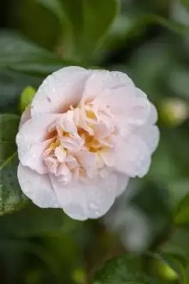 Camellia Ardoch (Camellia japonica) - Ladybird Nursery