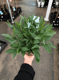 Pepino Berry - Ladybird Nursery