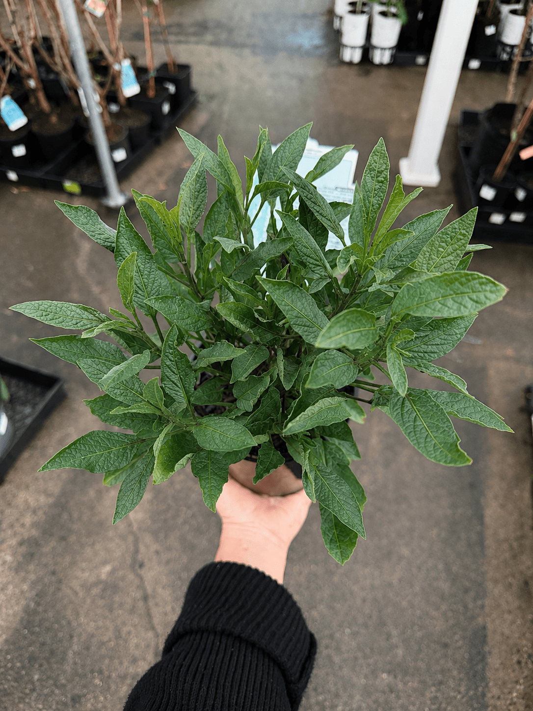 Pepino Berry - Ladybird Nursery
