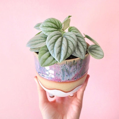 Peperomia Moonlight Ripple (Peperomia caperata)