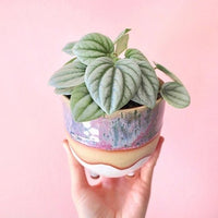 Peperomia Moonlight Ripple (Peperomia caperata) - Ladybird Nursery