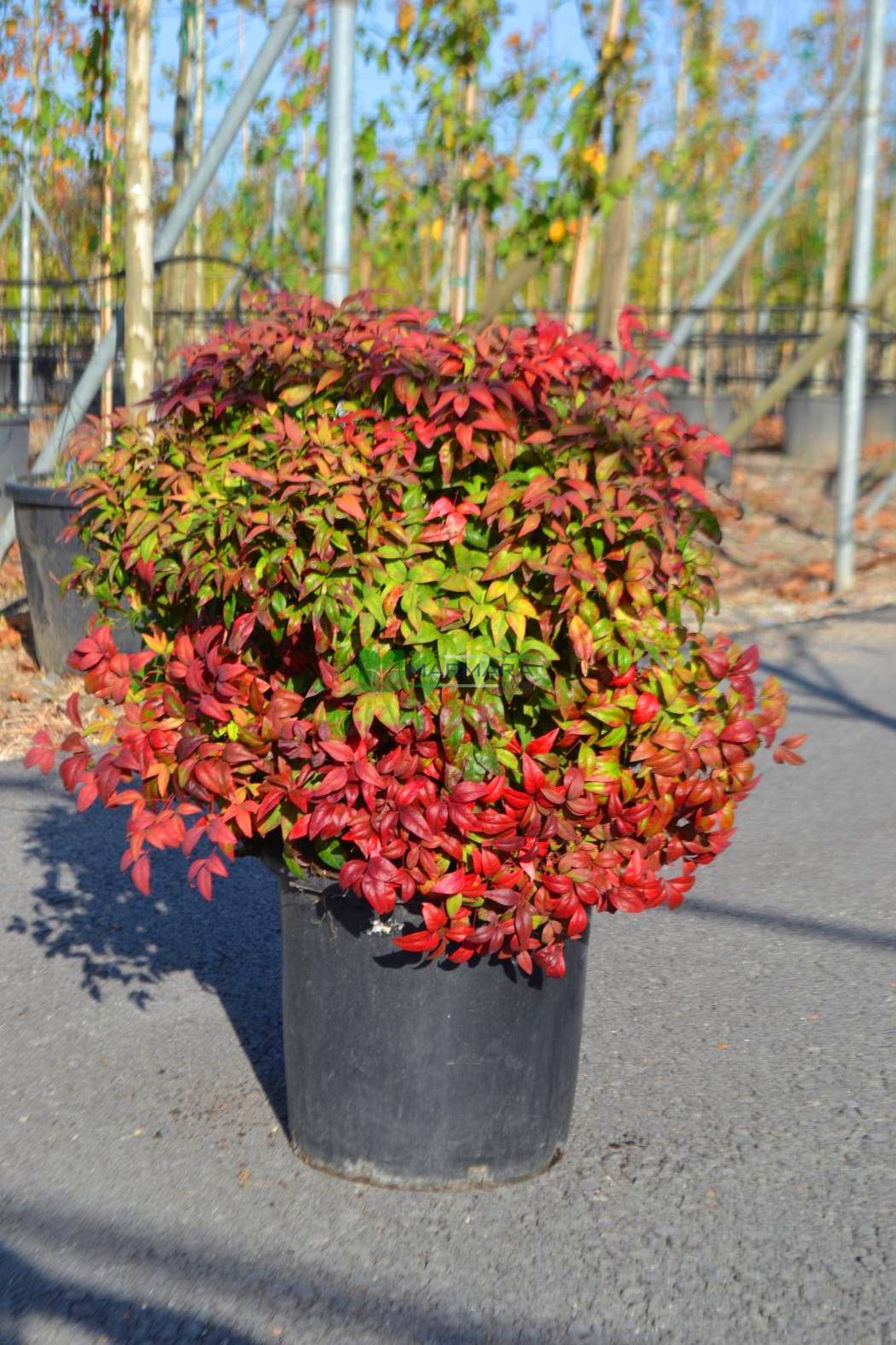 Heavenly Bamboo Firepower (Nandina domestica) - Ladybird Nursery