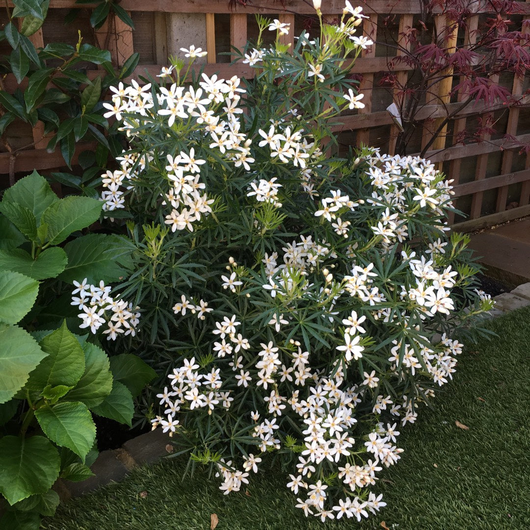 Mexican Orange Blossom dewitteana White Dazzler (Choisya x)