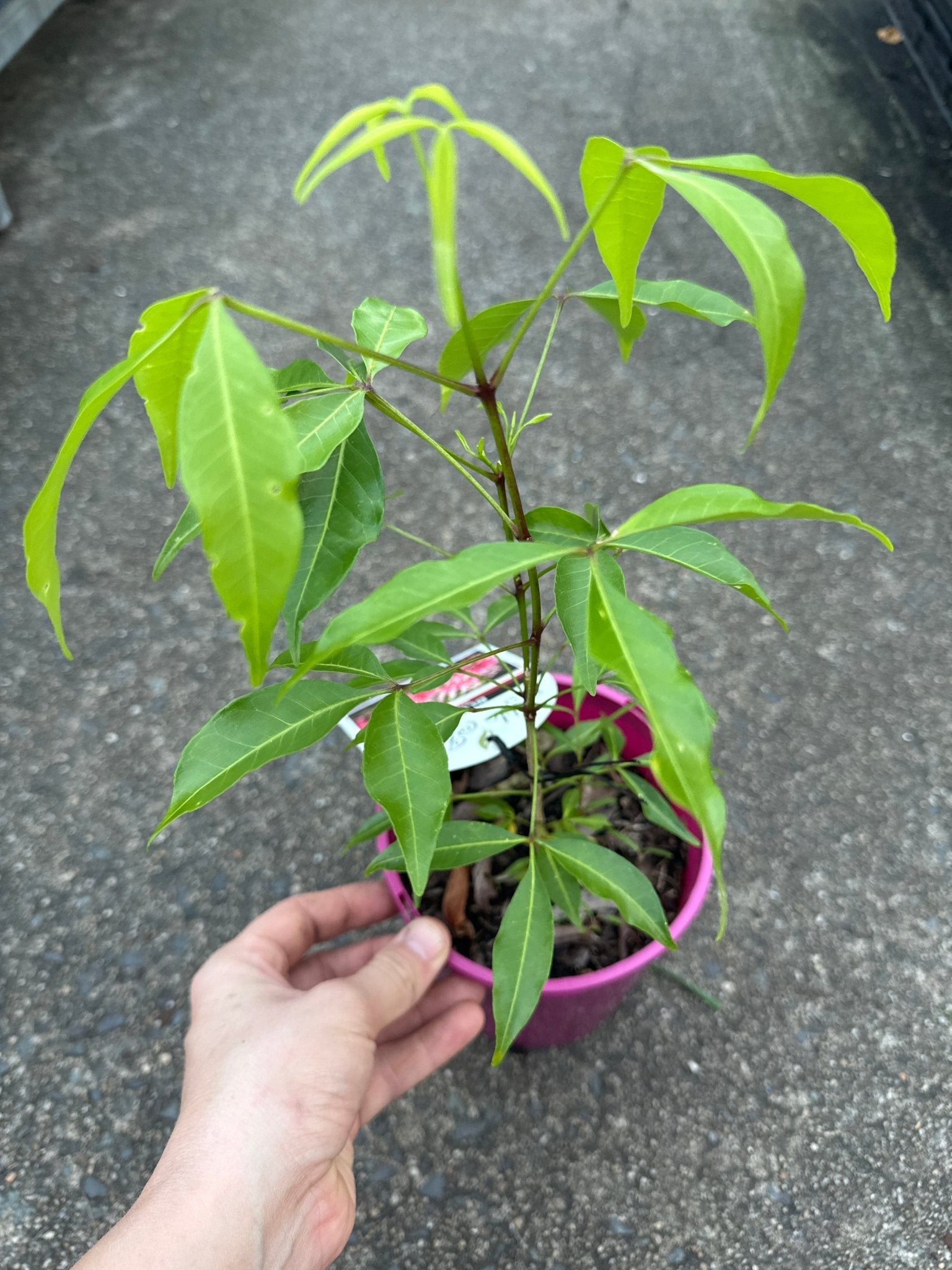 'Rubra Blush' (Melicope rubra) - Ladybird Nursery