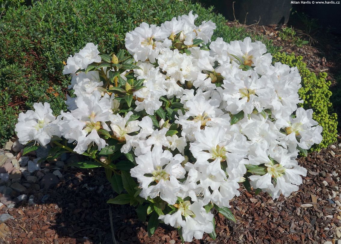 Rhododendron Dora Amateur White