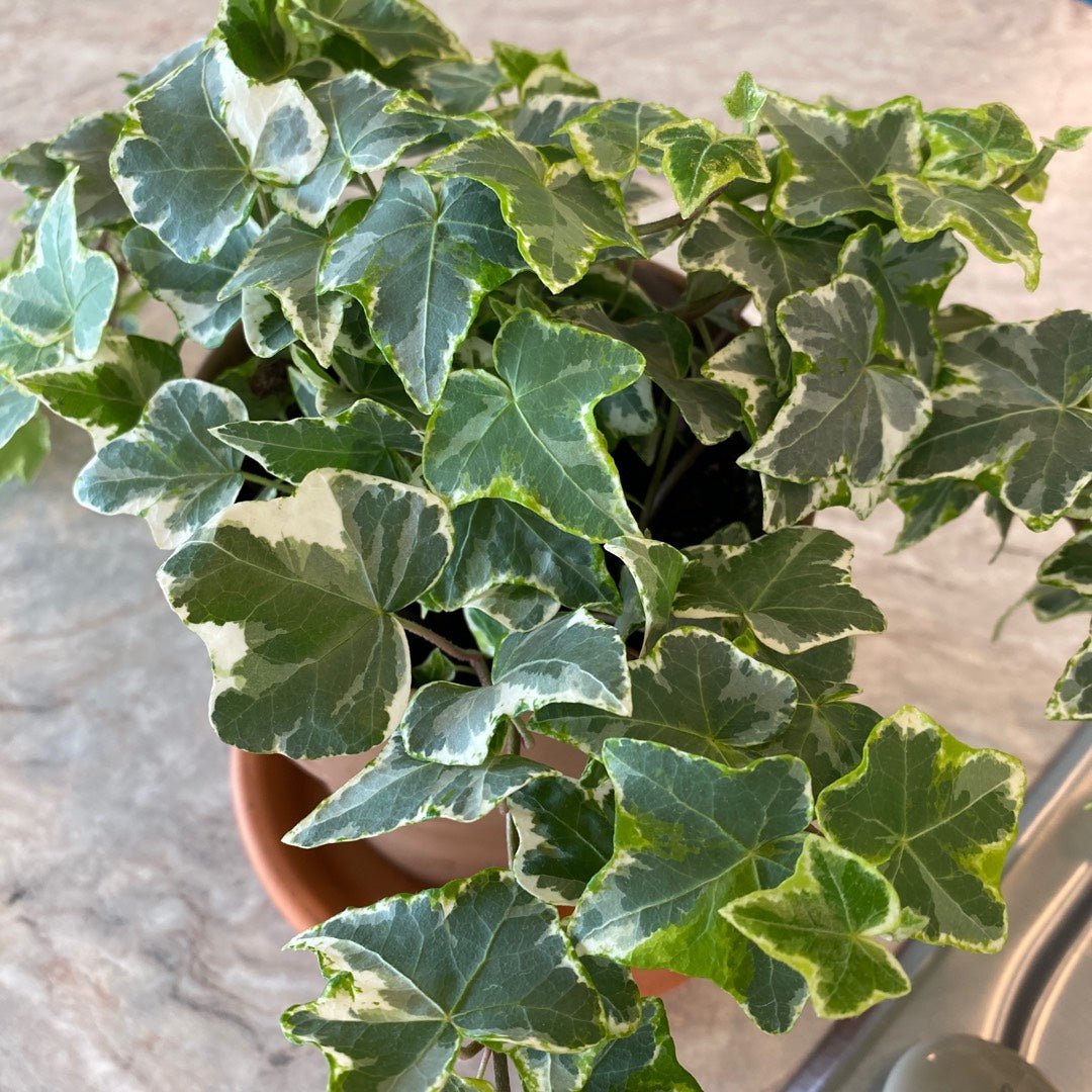 Canary Island Ivy Variegata (Hedera canariensis) - Ladybird Nursery