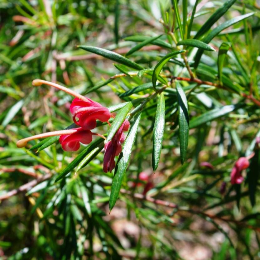 Grevillea Lilliane - Ladybird Nursery