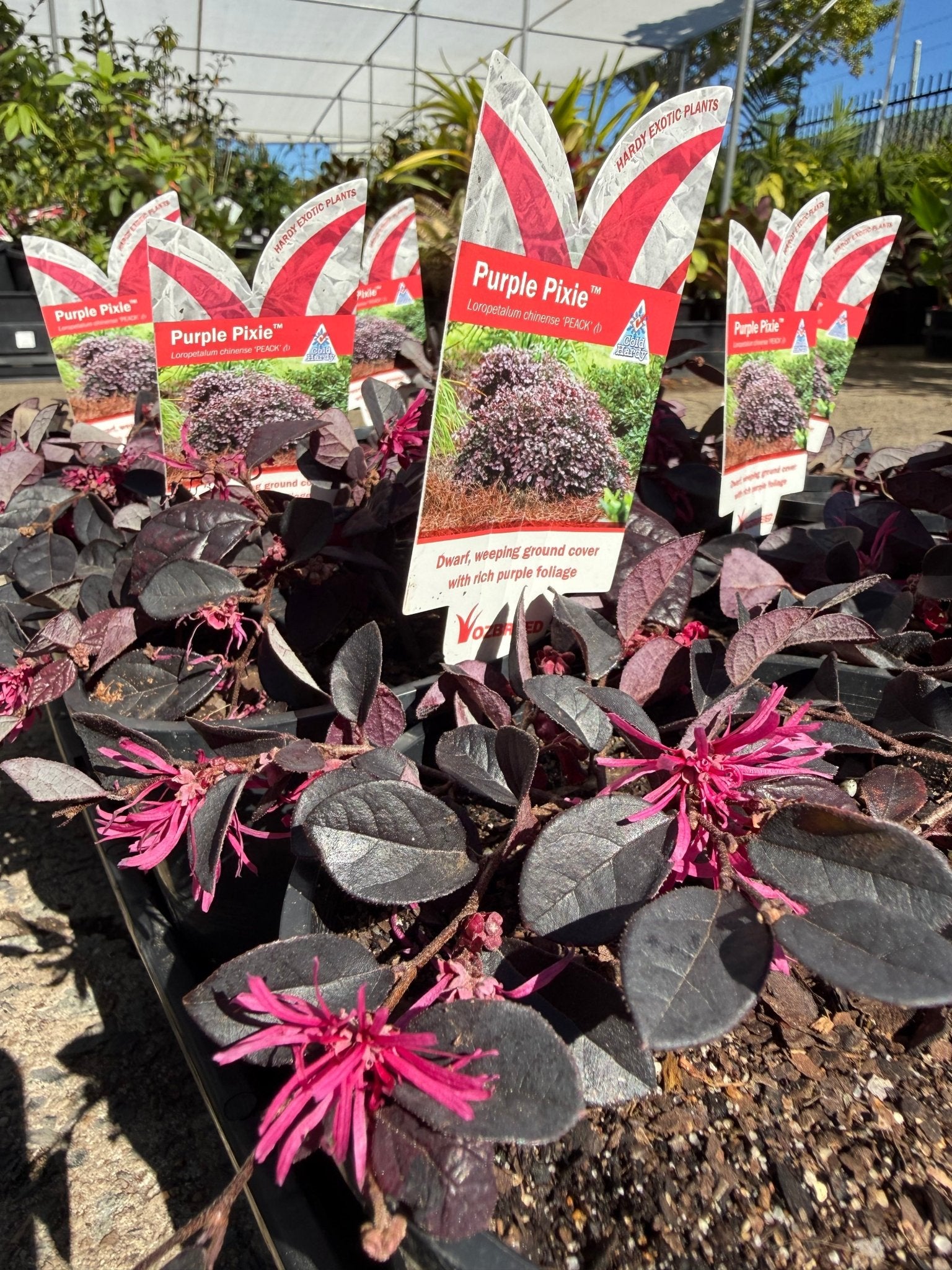 Loropetalum Purple Pixie™ (Loropetalum chinense) - Ladybird Nursery