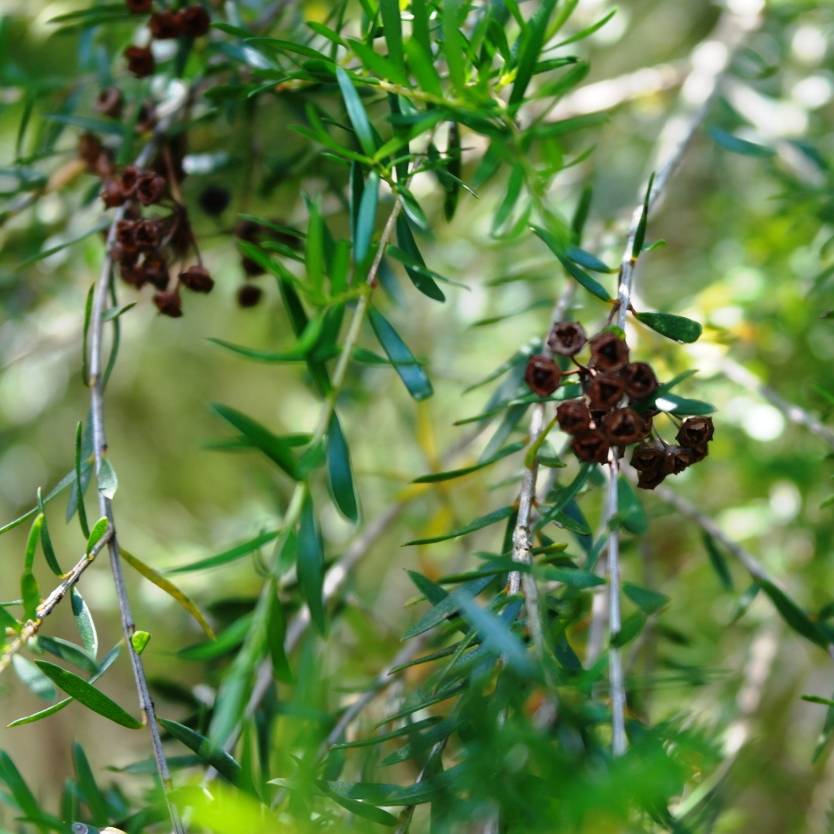 Babingtonia (Babingtonia similis)