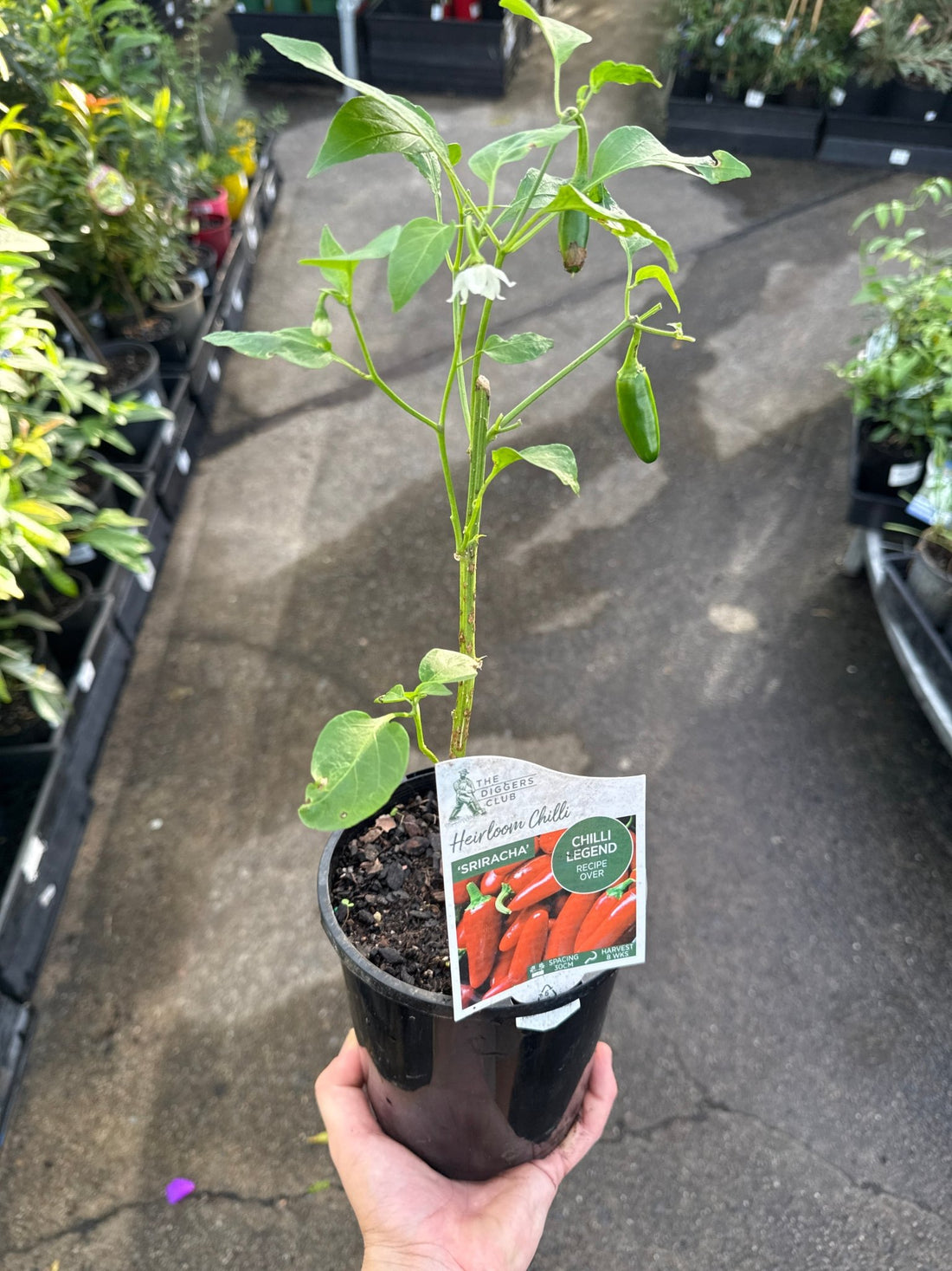 Chilli ‘Sriracha’ 140mm Pot - Ladybird Nursery