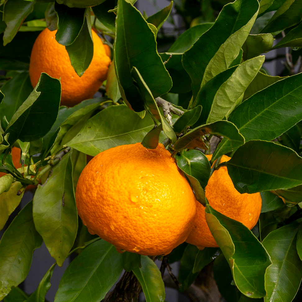 Dwarf Japanese Seedless Mandarin (QLD Only) - Ladybird Nursery