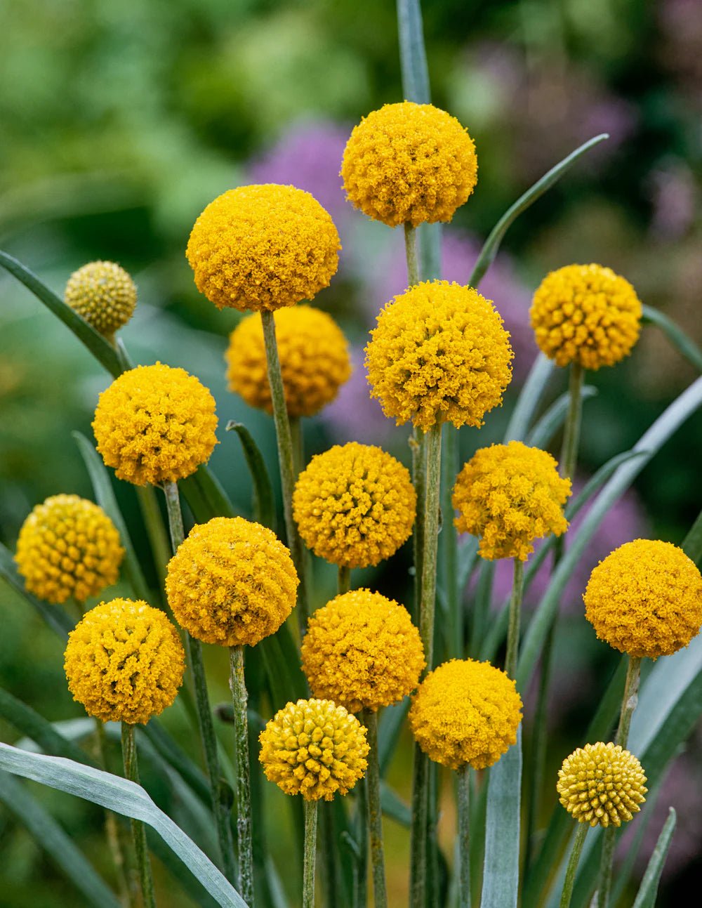 Billy Buttons (Craspedia globosa) - Ladybird Nursery