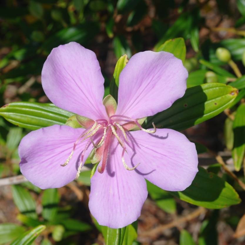 Tobouchina Noelene (Tibouchina) - Ladybird Nursery