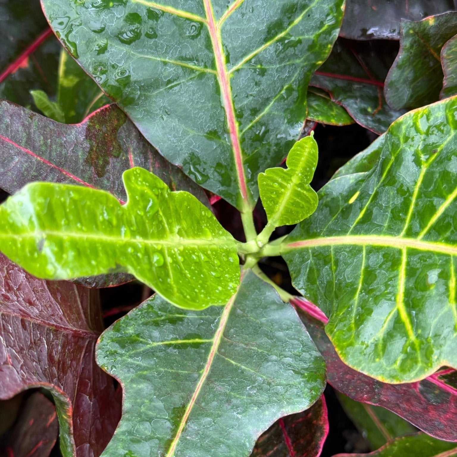 Croton 'Excellent' - Ladybird Nursery