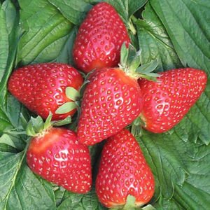 Strawberry Fresca - Ladybird Nursery