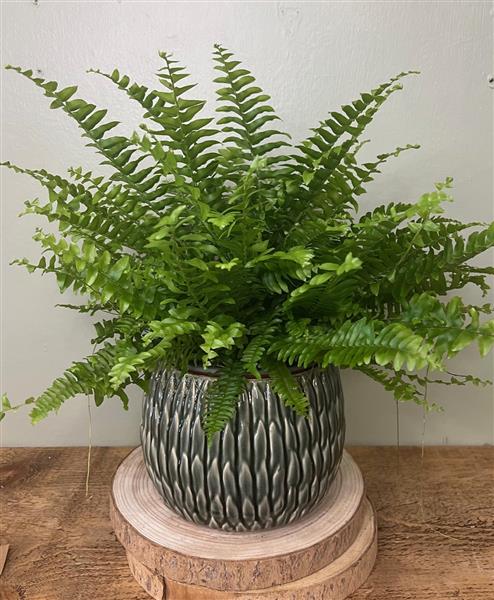 Sword Fern Macho (Nephrolepis biserrata)
