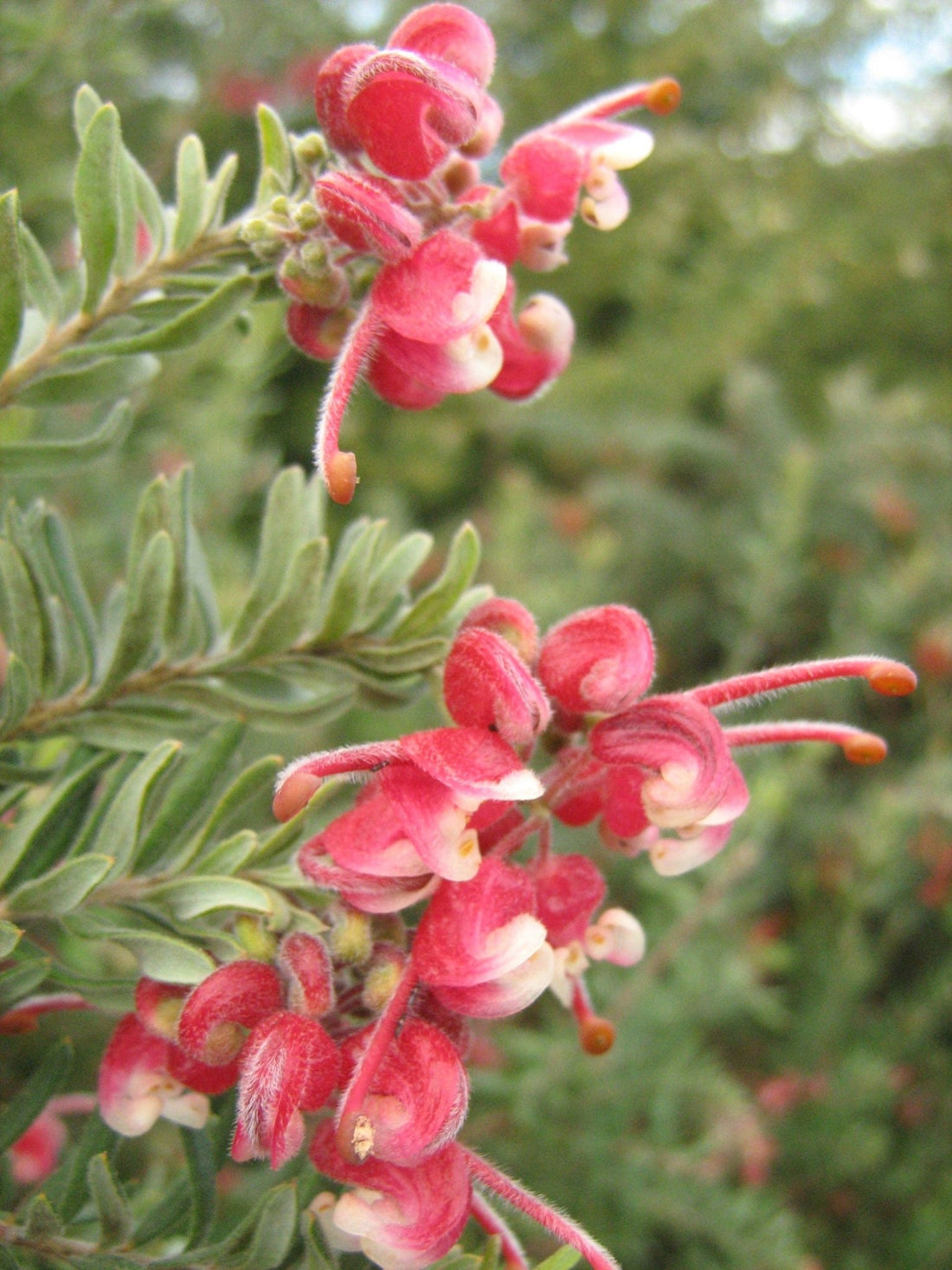 Grevillea dwarf baueri - Ladybird Nursery